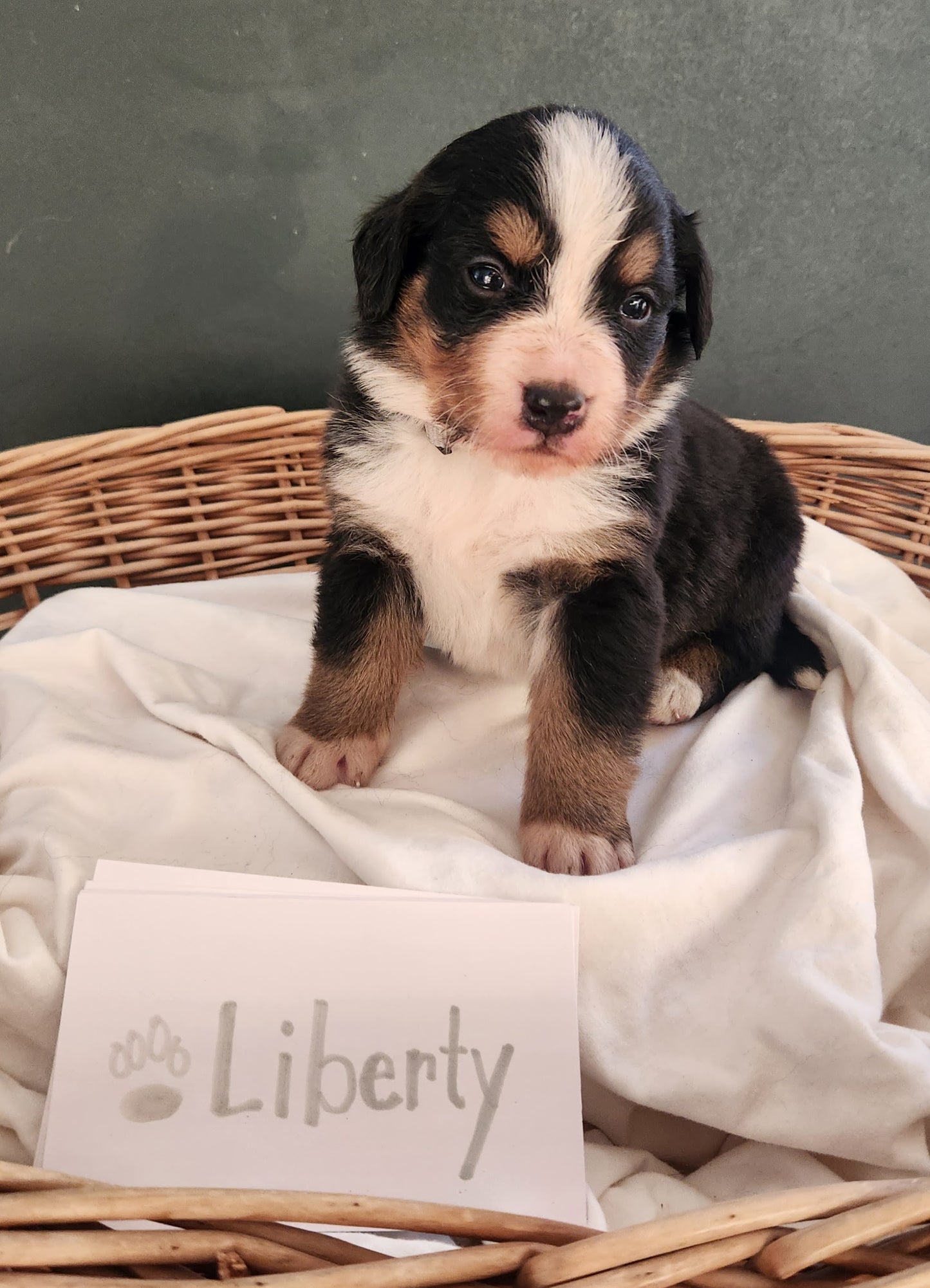 Liberty - Female Puppy - Bernese Mountain Dog