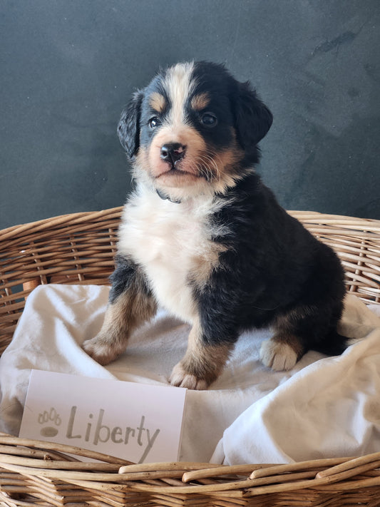 Liberty - Female Puppy - Bernese Mountain Dog