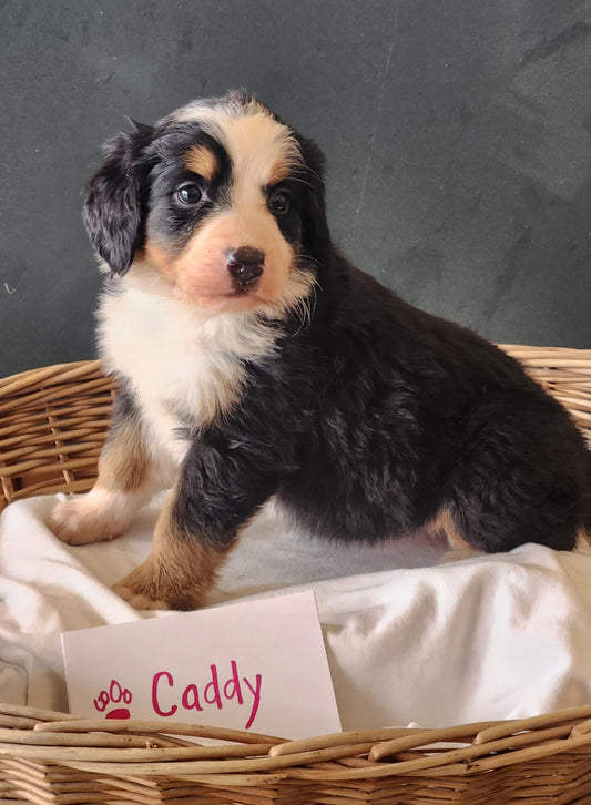Caddy - Female Puppy - Bernese Mountain Dog