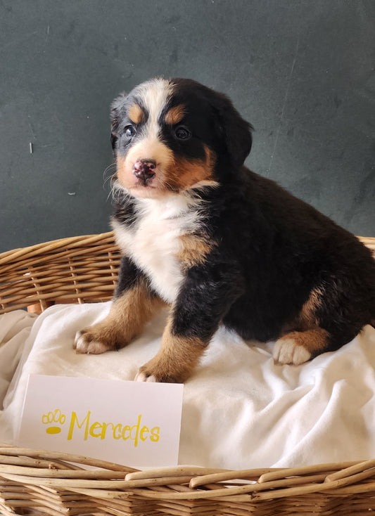Mercedes - Female Puppy - Bernese Mountain Dog