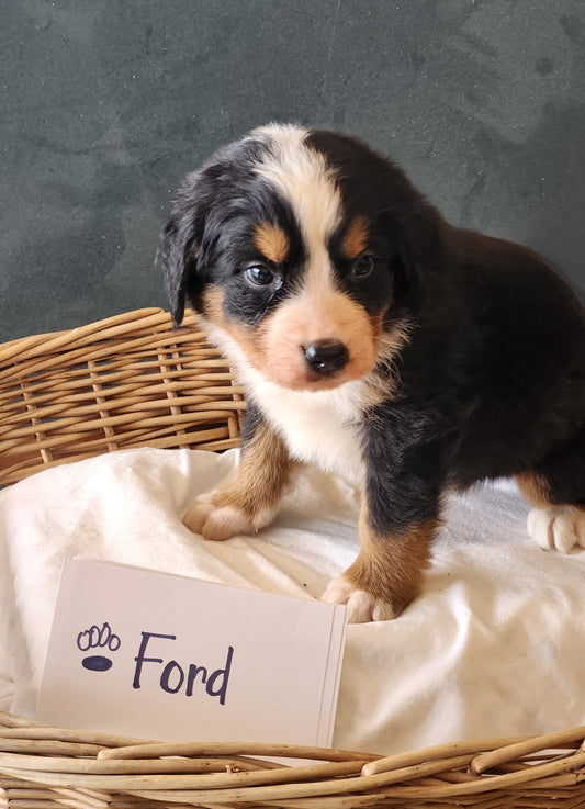 Ford - Male Puppy - Bernese Mountain Dog