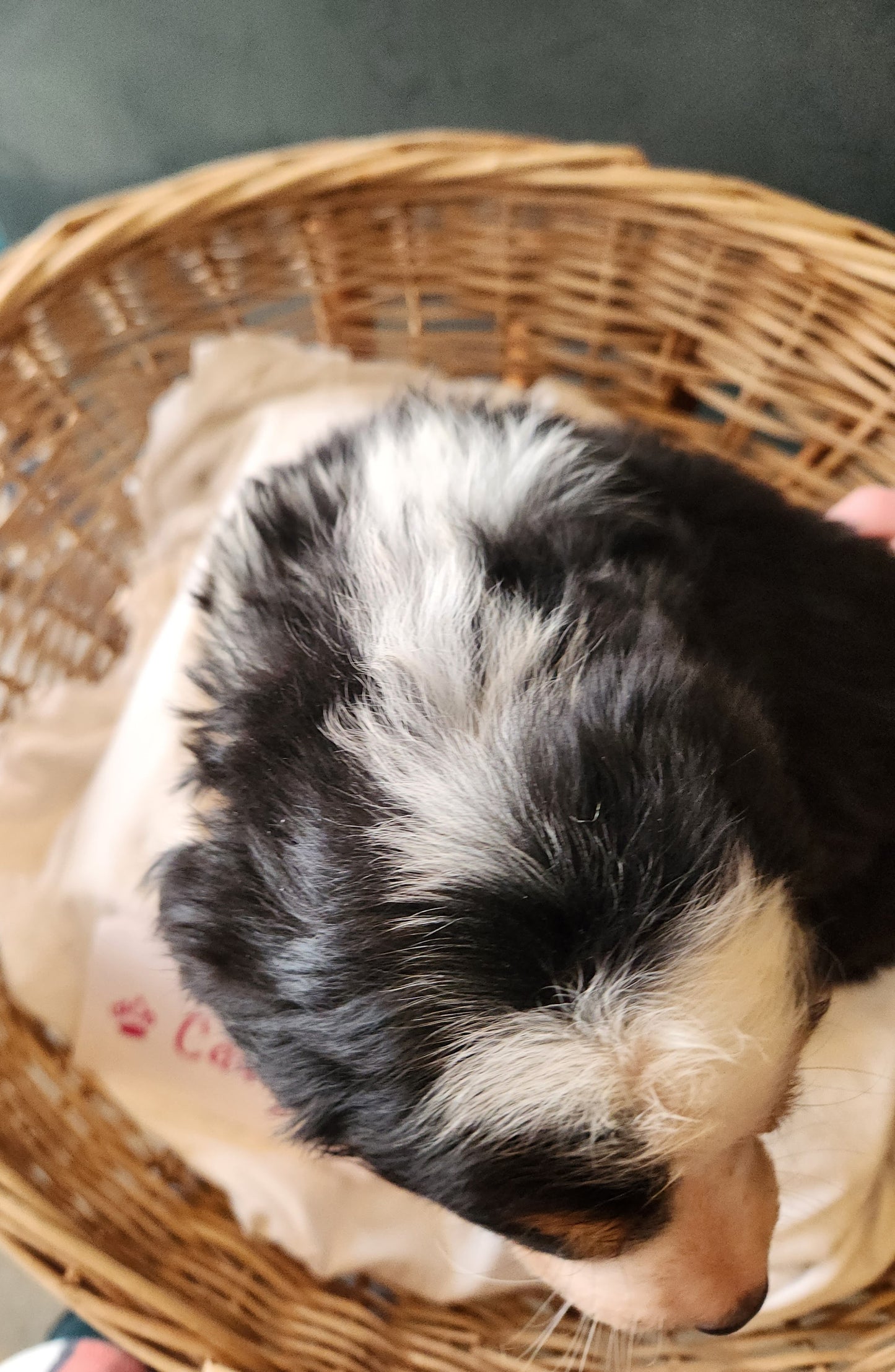 Caddy - Female Puppy - Bernese Mountain Dog