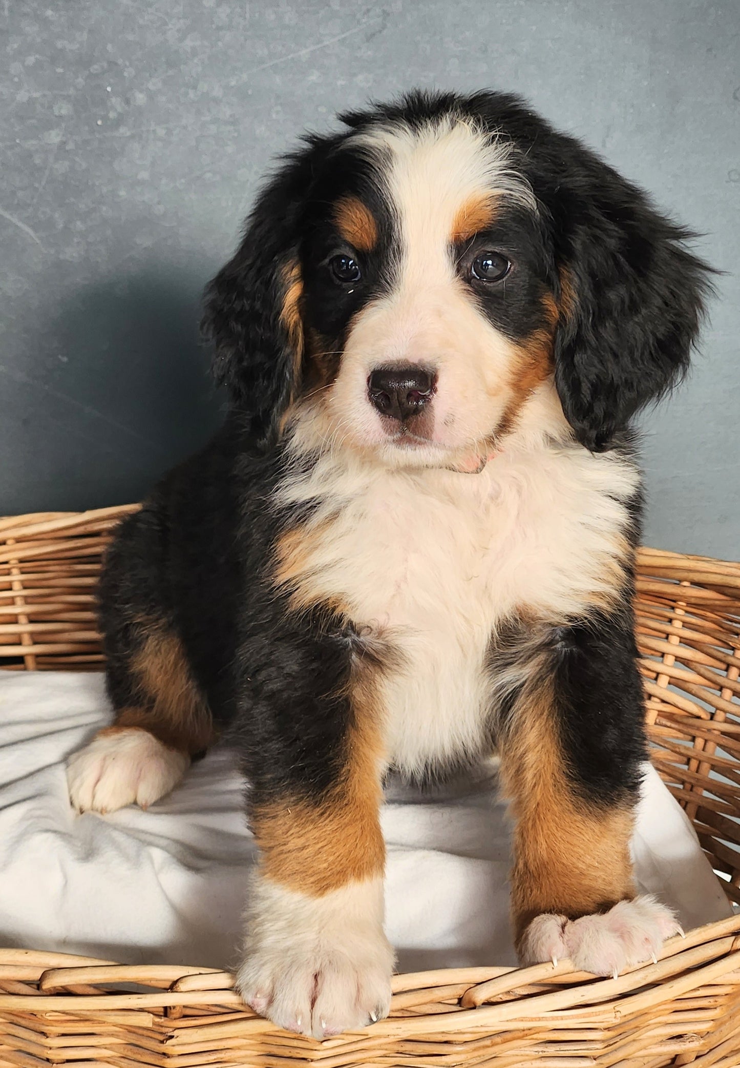 Caddy - Female Puppy - Bernese Mountain Dog
