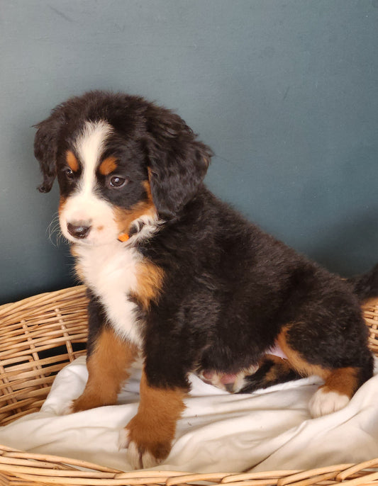Honda - Female Puppy - Bernese Mountain Dog