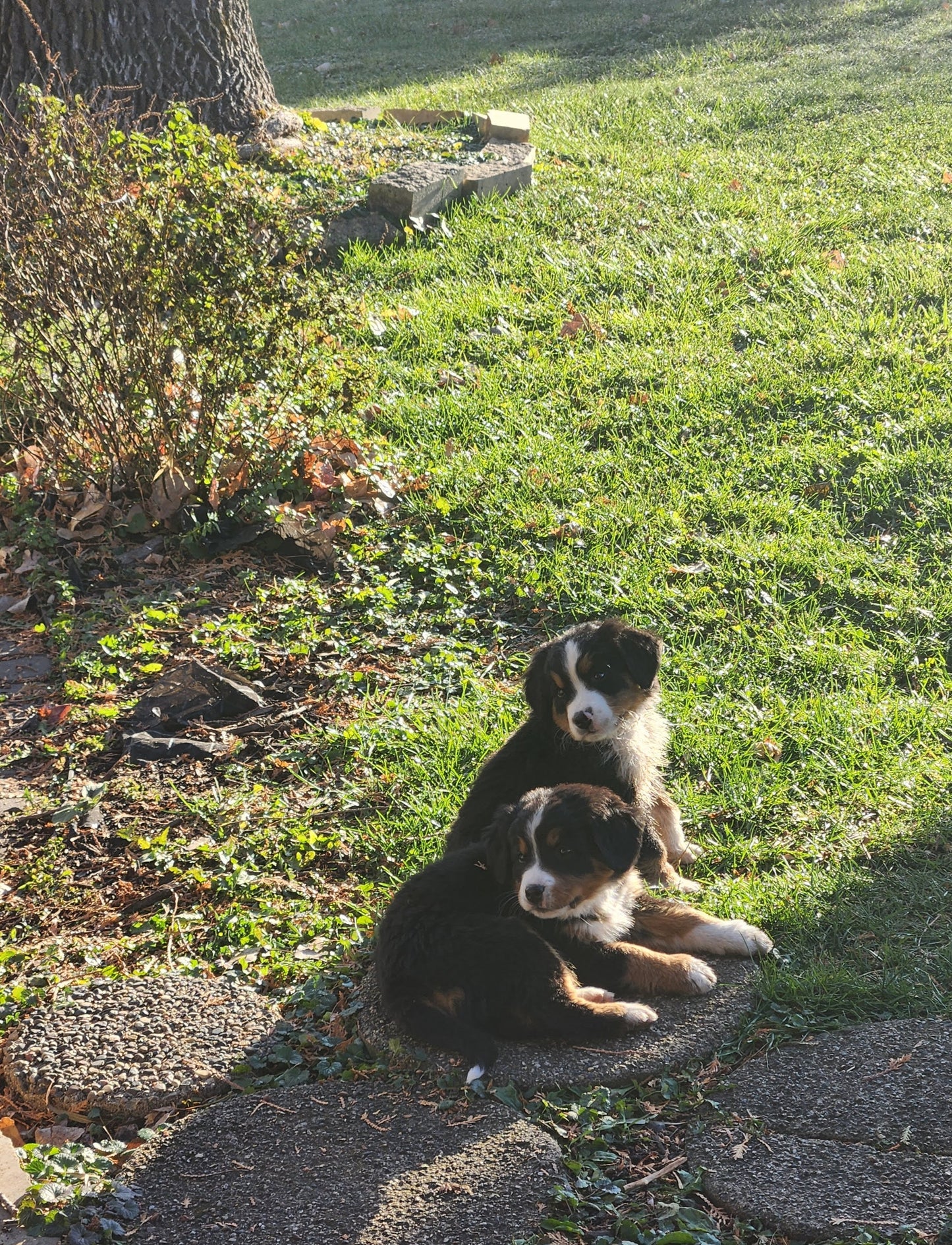 Skyler - Female Puppy - Bernese Mountain Dog