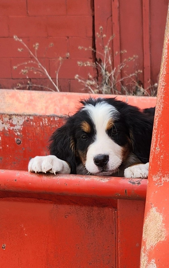 Caddy - Female Puppy - Bernese Mountain Dog