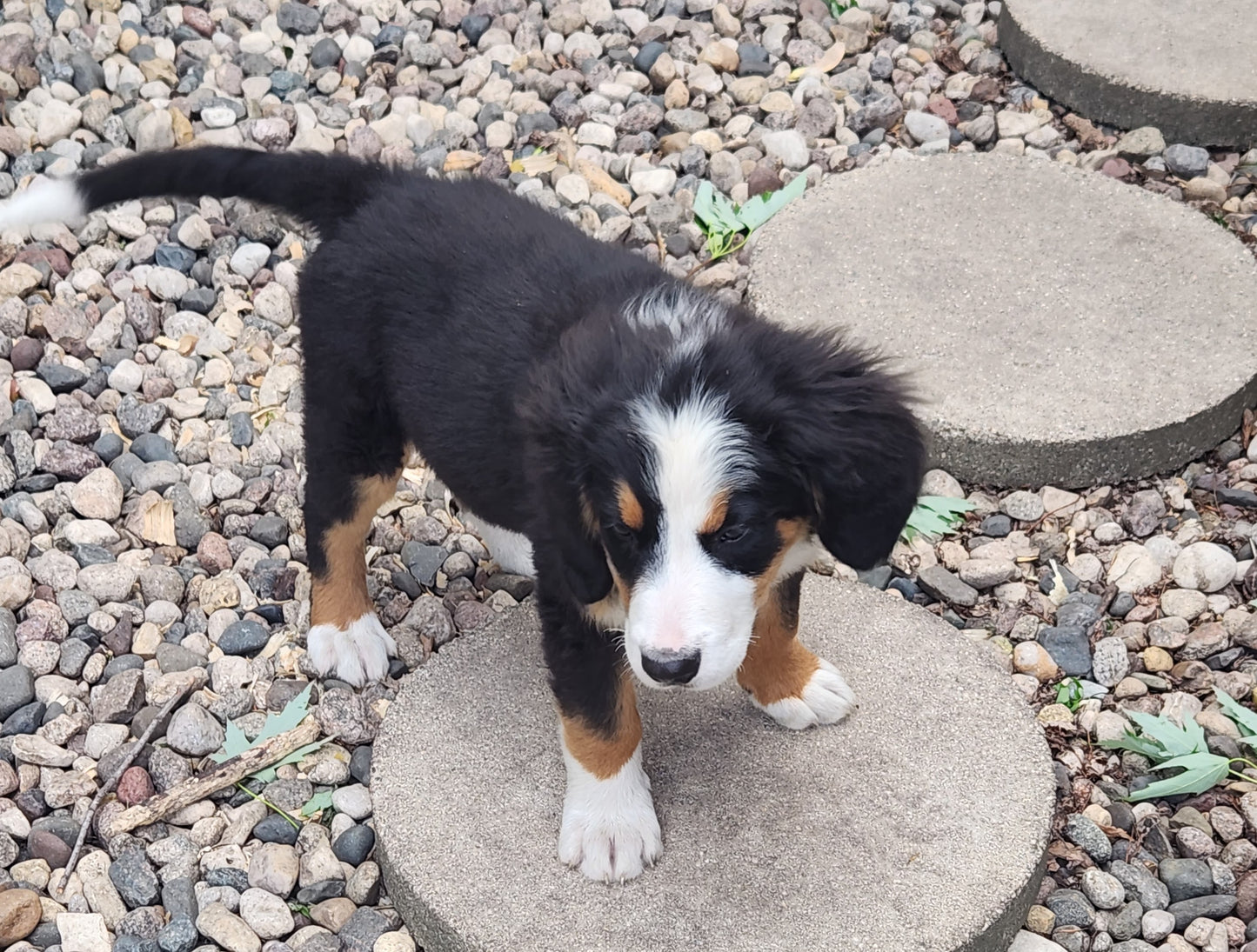Caddy - Female Puppy - Bernese Mountain Dog