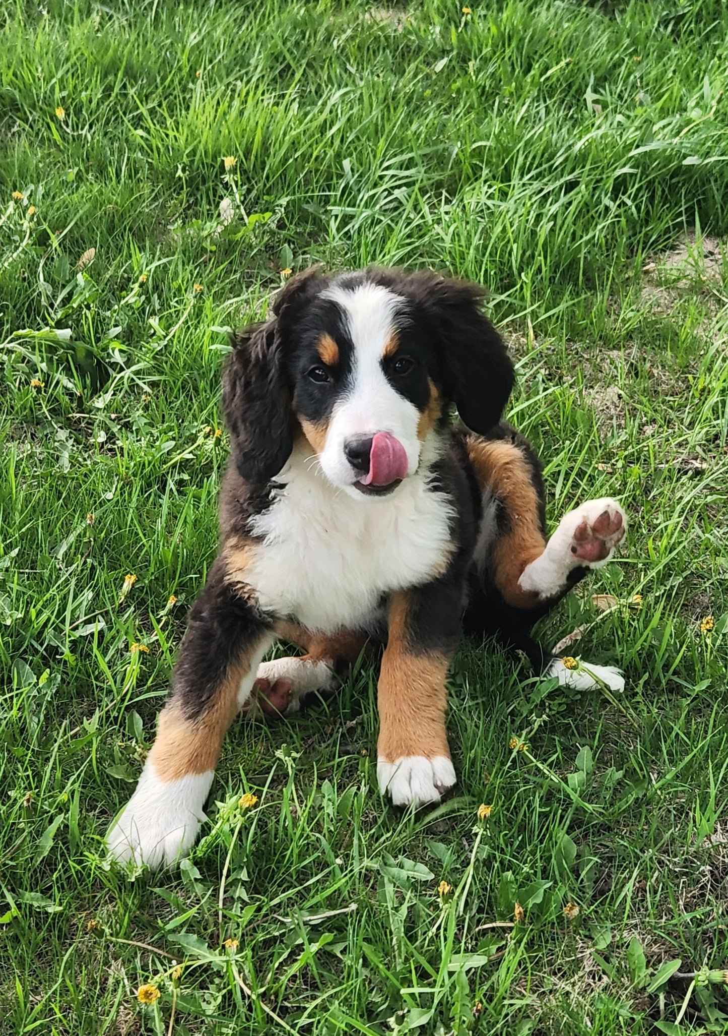 Caddy - Female Puppy - Bernese Mountain Dog
