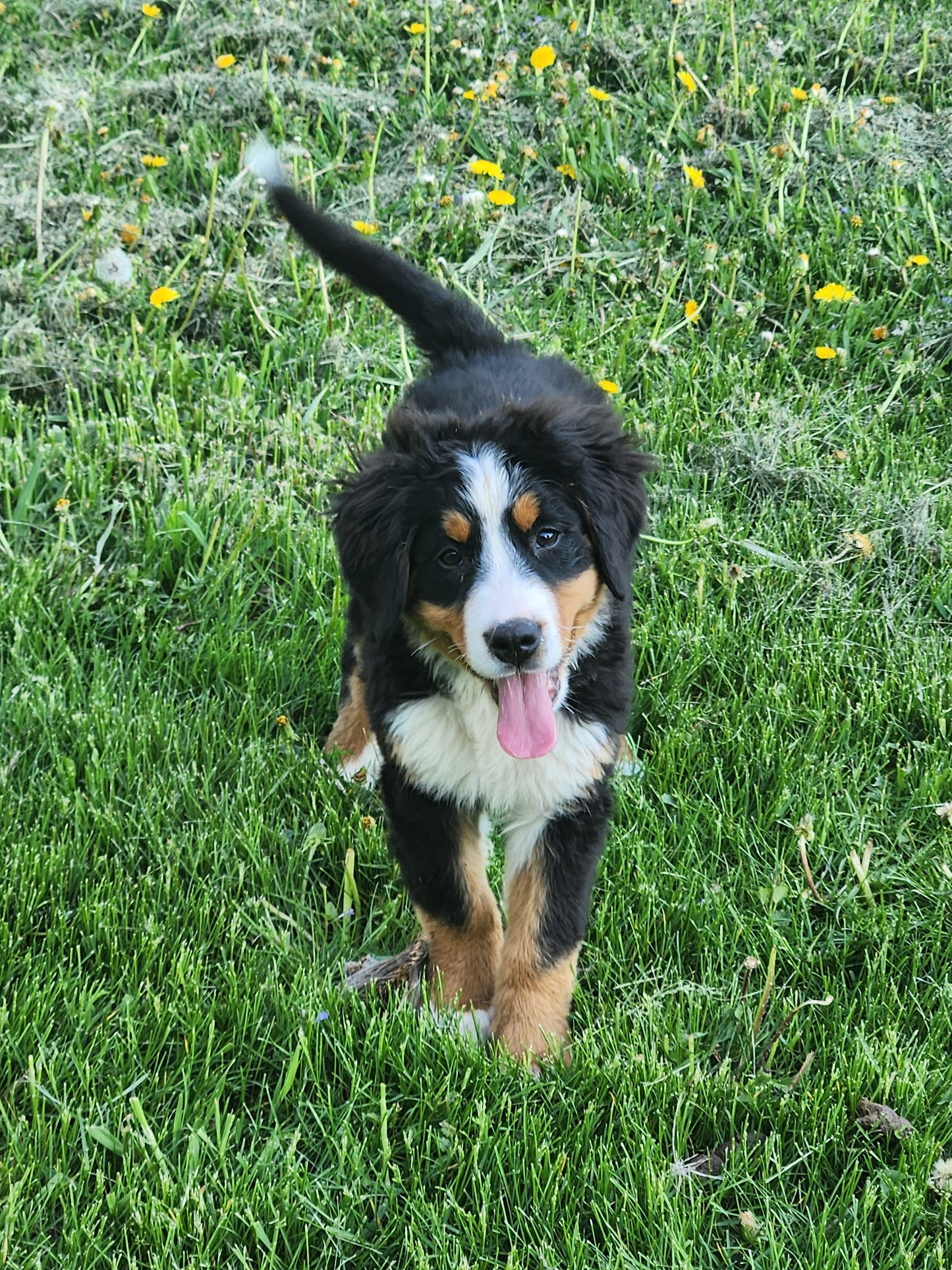 Dodge - Male Puppy - Bernese Mountain Dog