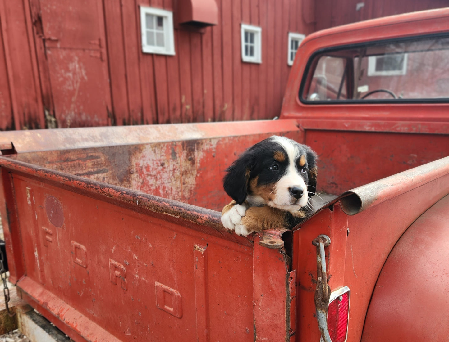 Ford - Male Puppy - Bernese Mountain Dog