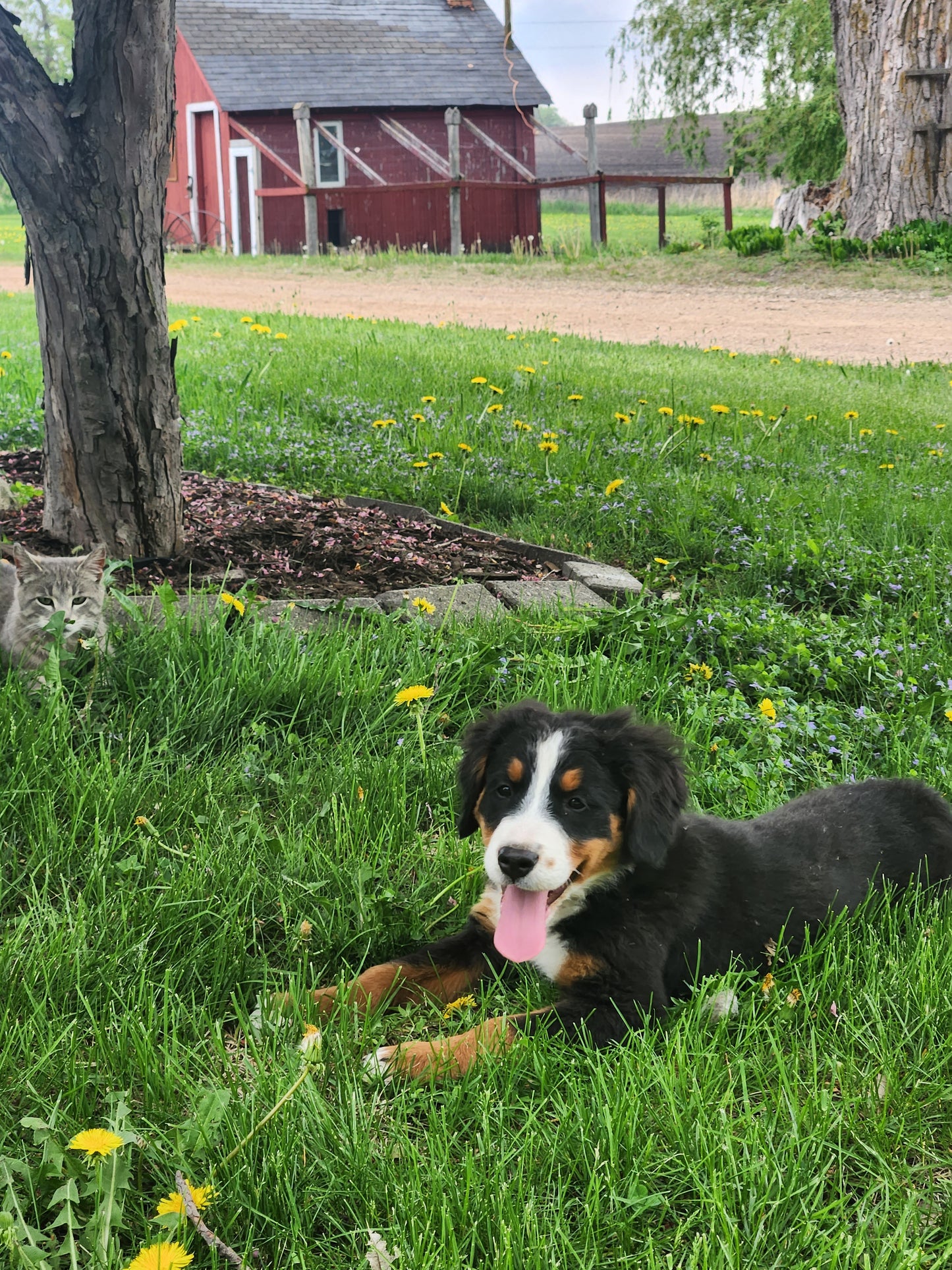 Honda - Female Puppy - Bernese Mountain Dog