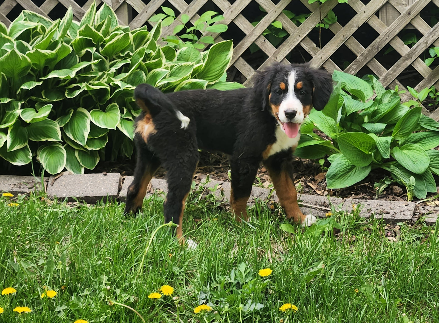 Honda - Female Puppy - Bernese Mountain Dog