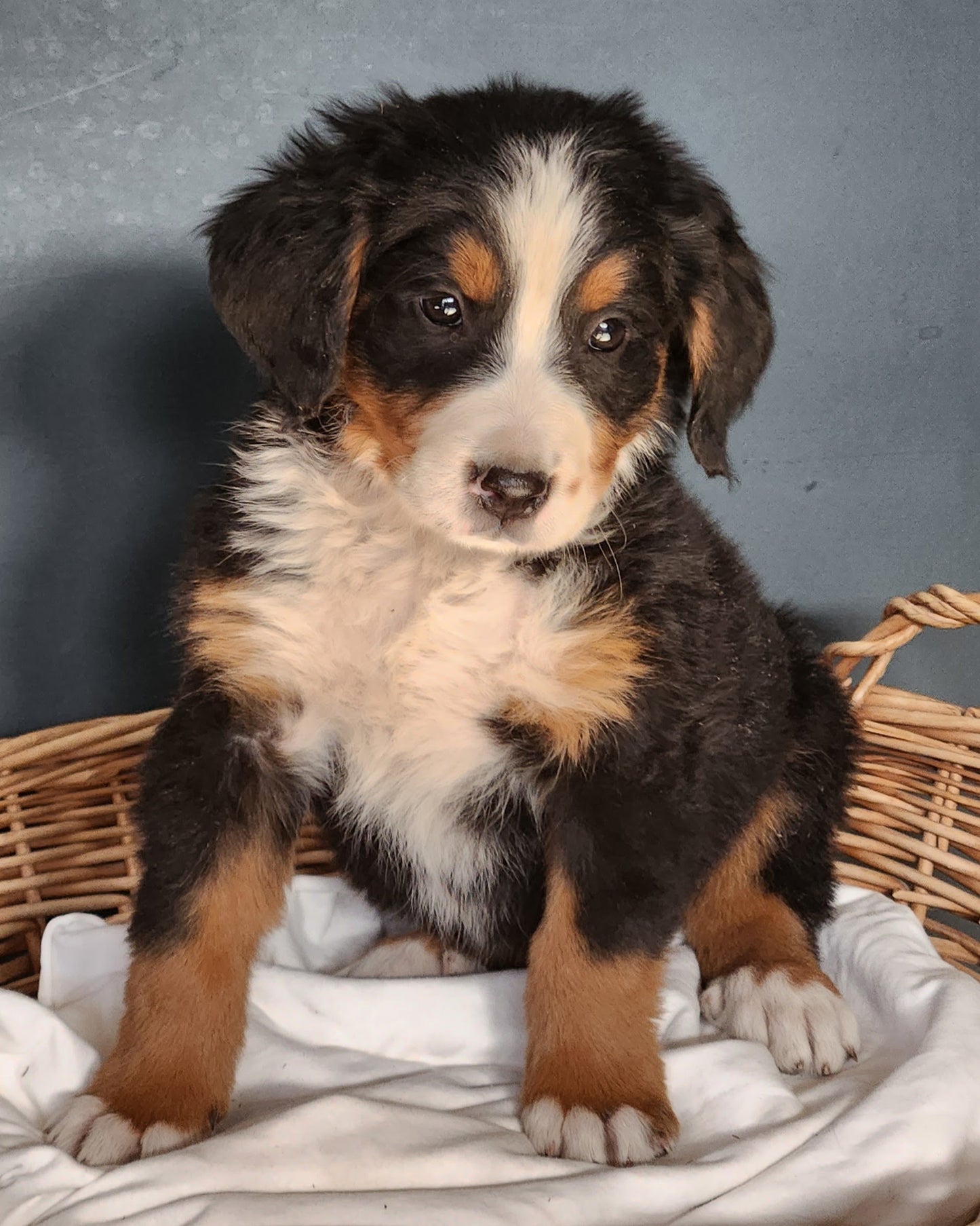 Honda - Female Puppy - Bernese Mountain Dog