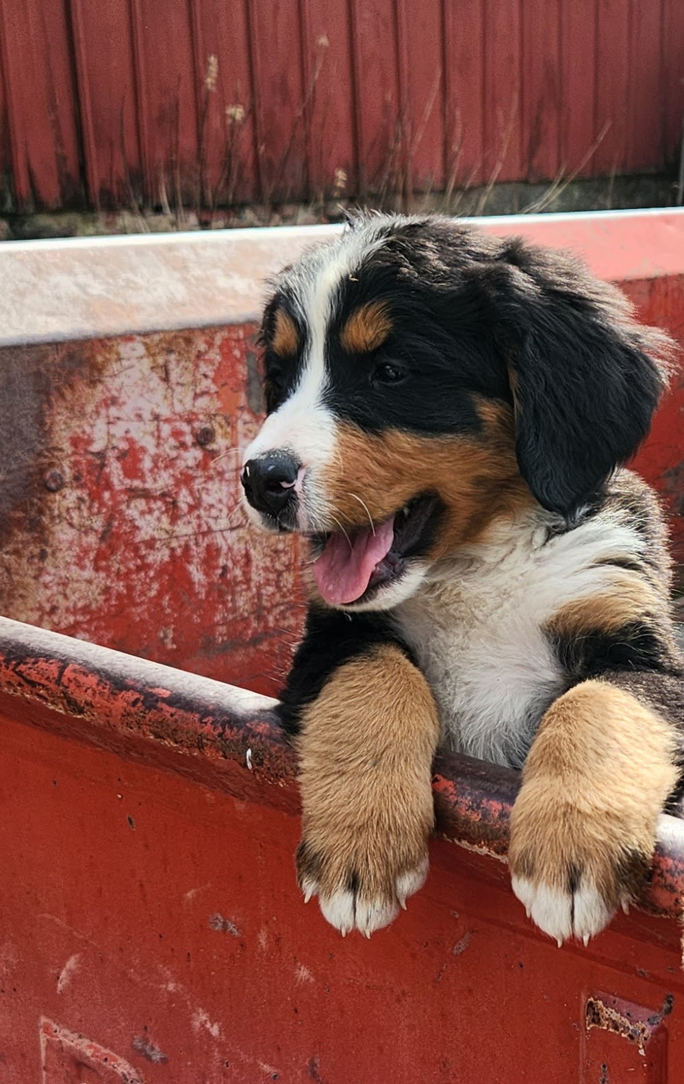 Mercedes - Female Puppy - Bernese Mountain Dog