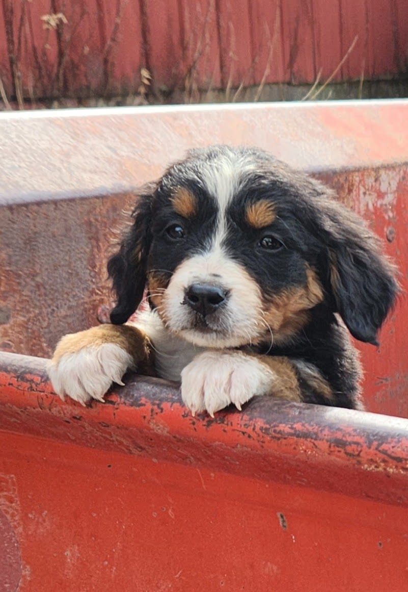 Tesla - Female Puppy - Bernese Mountain Dog