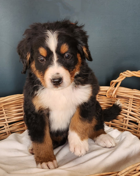Tesla - Female Puppy - Bernese Mountain Dog
