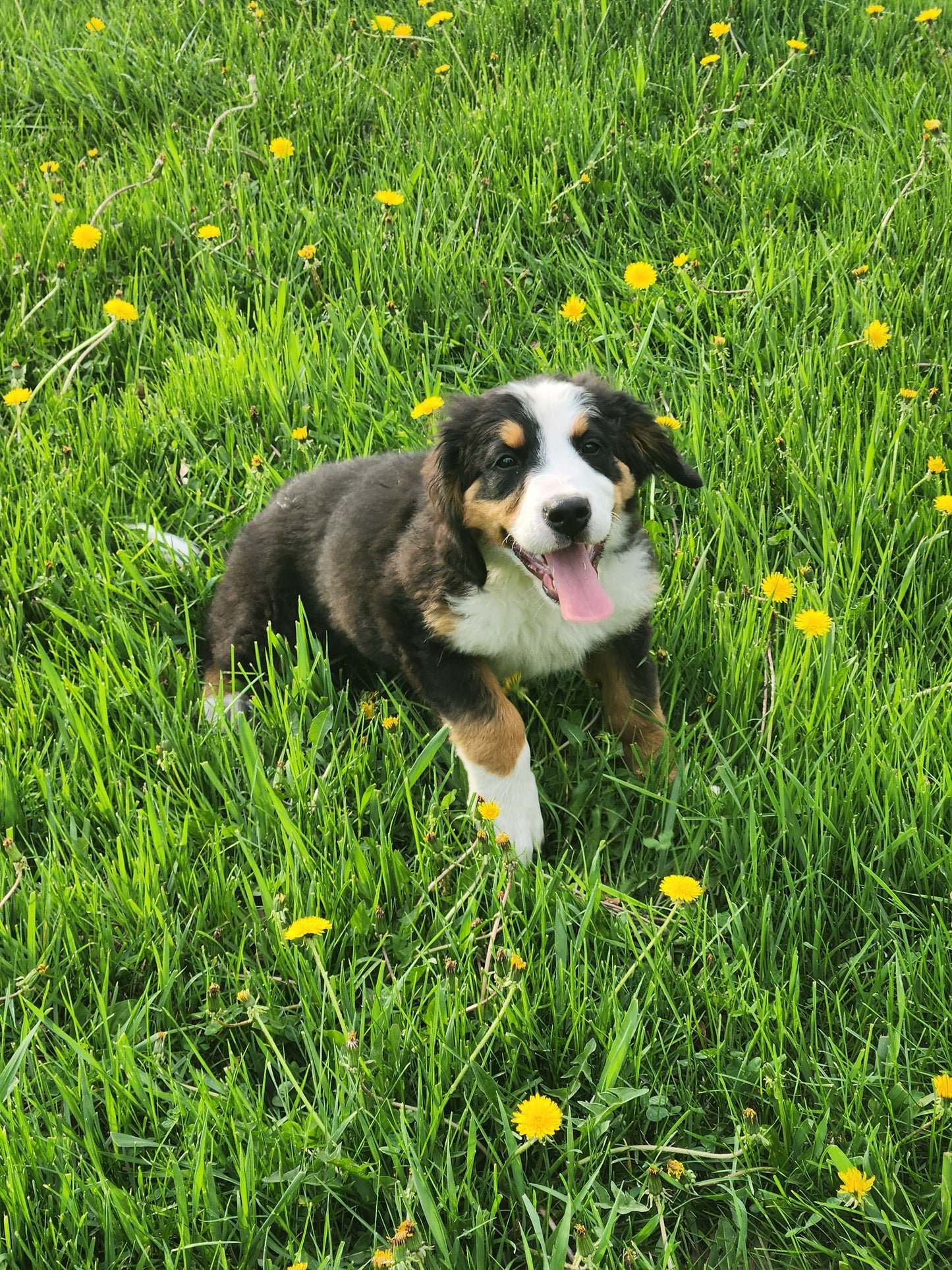 Caddy - Female Puppy - Bernese Mountain Dog