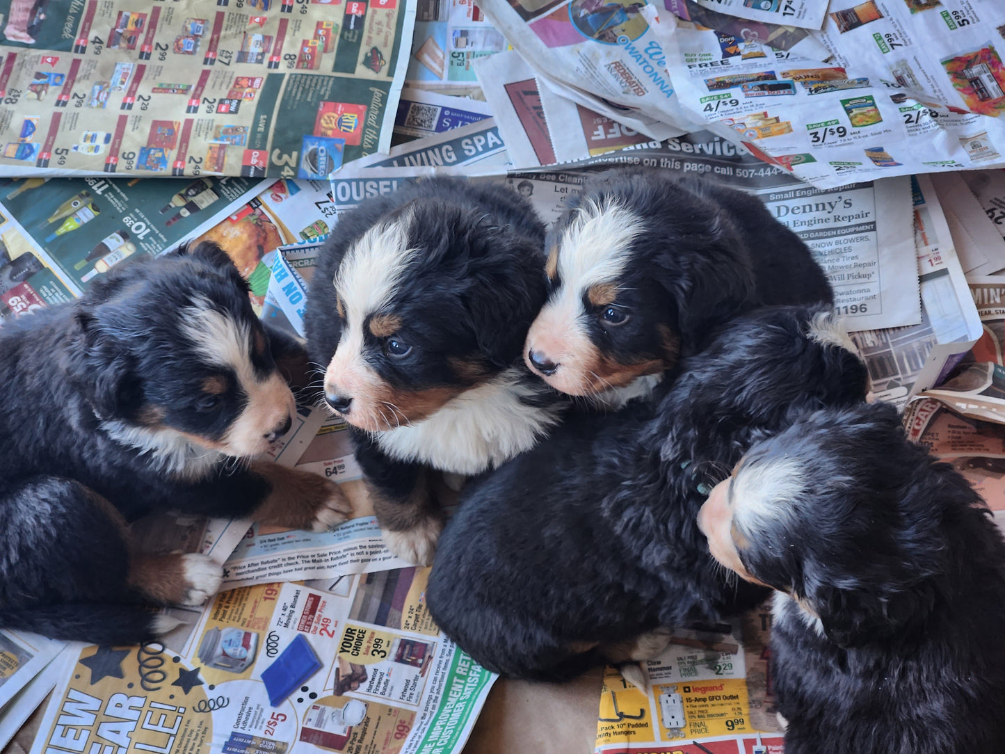 Liberty - Female Puppy - Bernese Mountain Dog