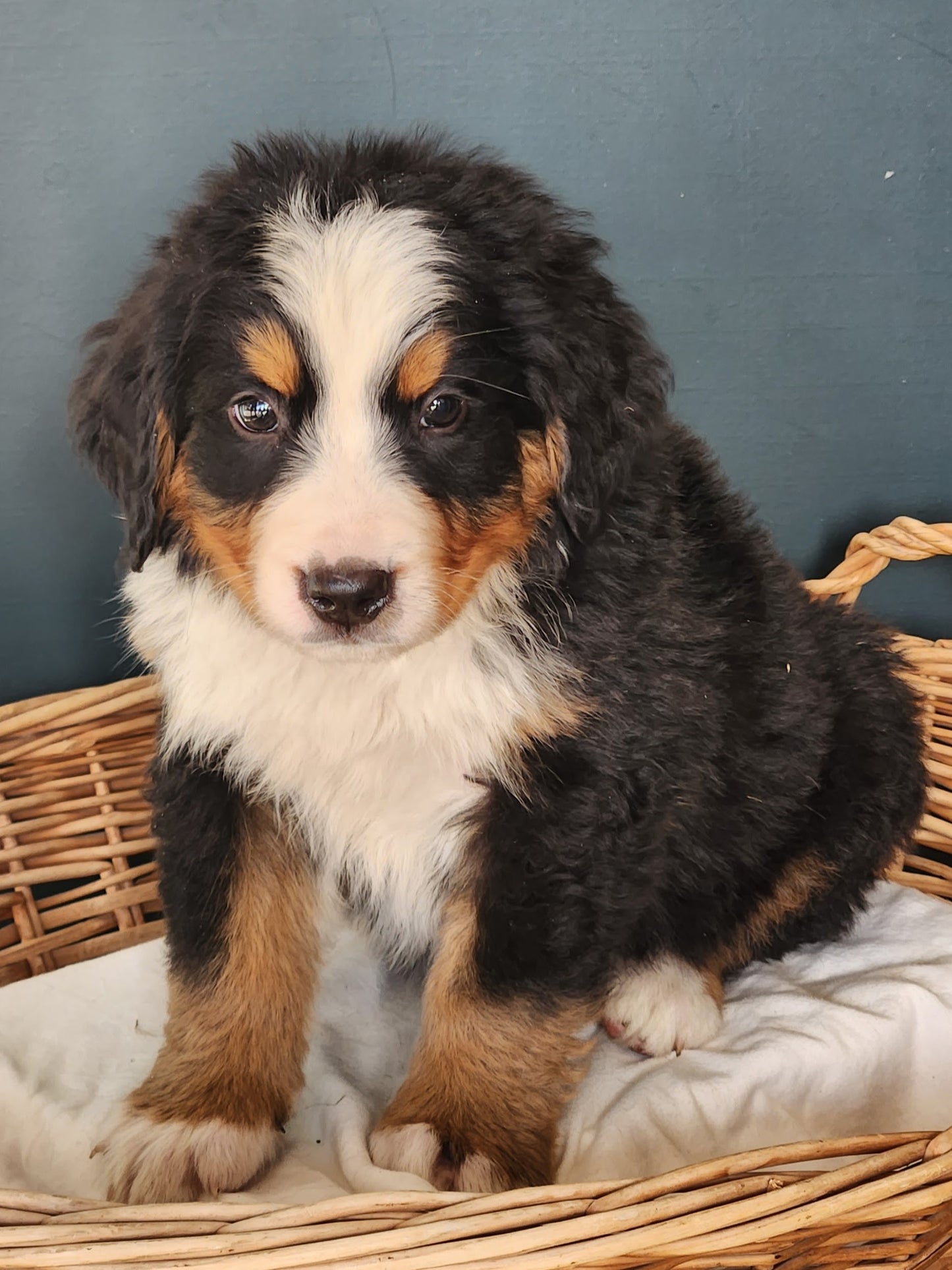 Dodge - Male Puppy - Bernese Mountain Dog