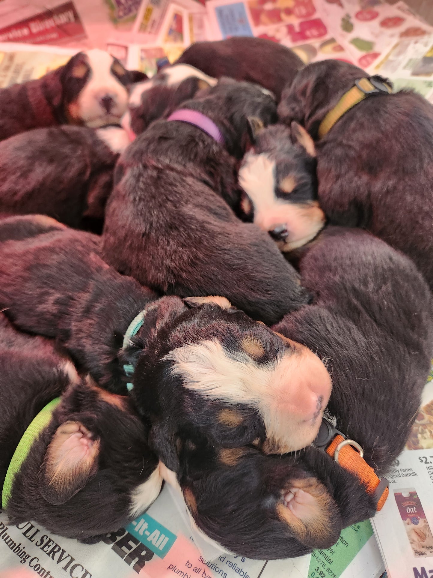 Caddy - Female Puppy - Bernese Mountain Dog