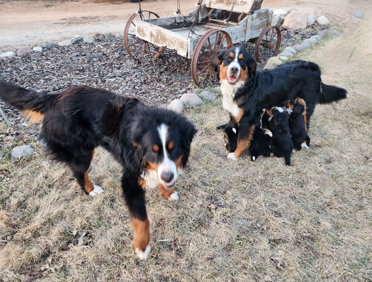 Caddy - Female Puppy - Bernese Mountain Dog