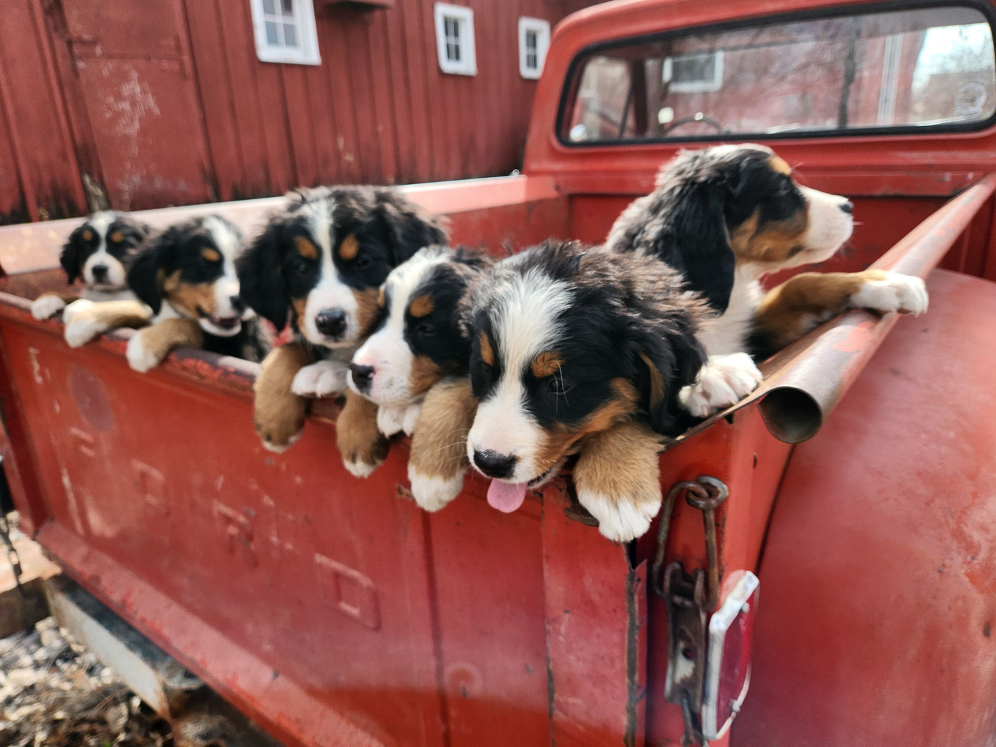 Ram - Male Puppy - Bernese Mountain Dog