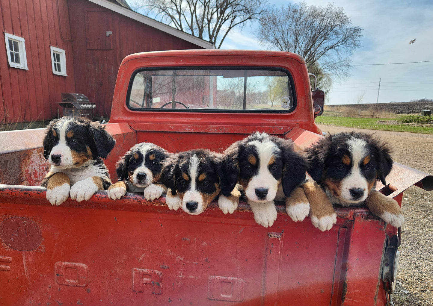Mercedes - Female Puppy - Bernese Mountain Dog