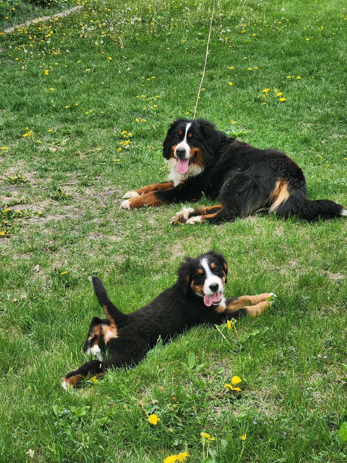 Honda - Female Puppy - Bernese Mountain Dog
