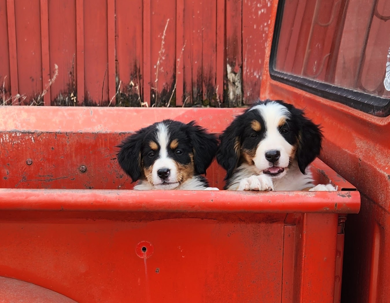 Liberty - Female Puppy - Bernese Mountain Dog