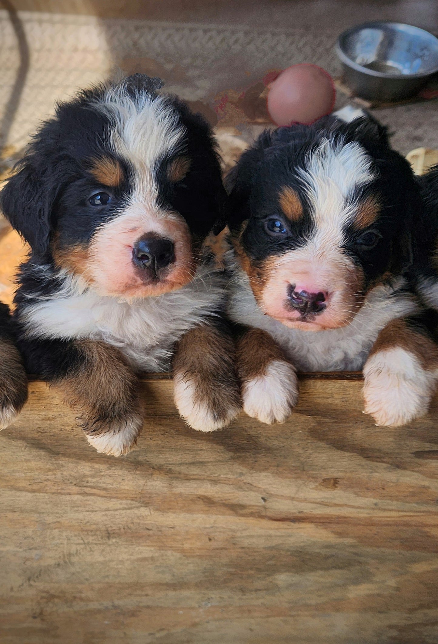 Mercedes - Female Puppy - Bernese Mountain Dog