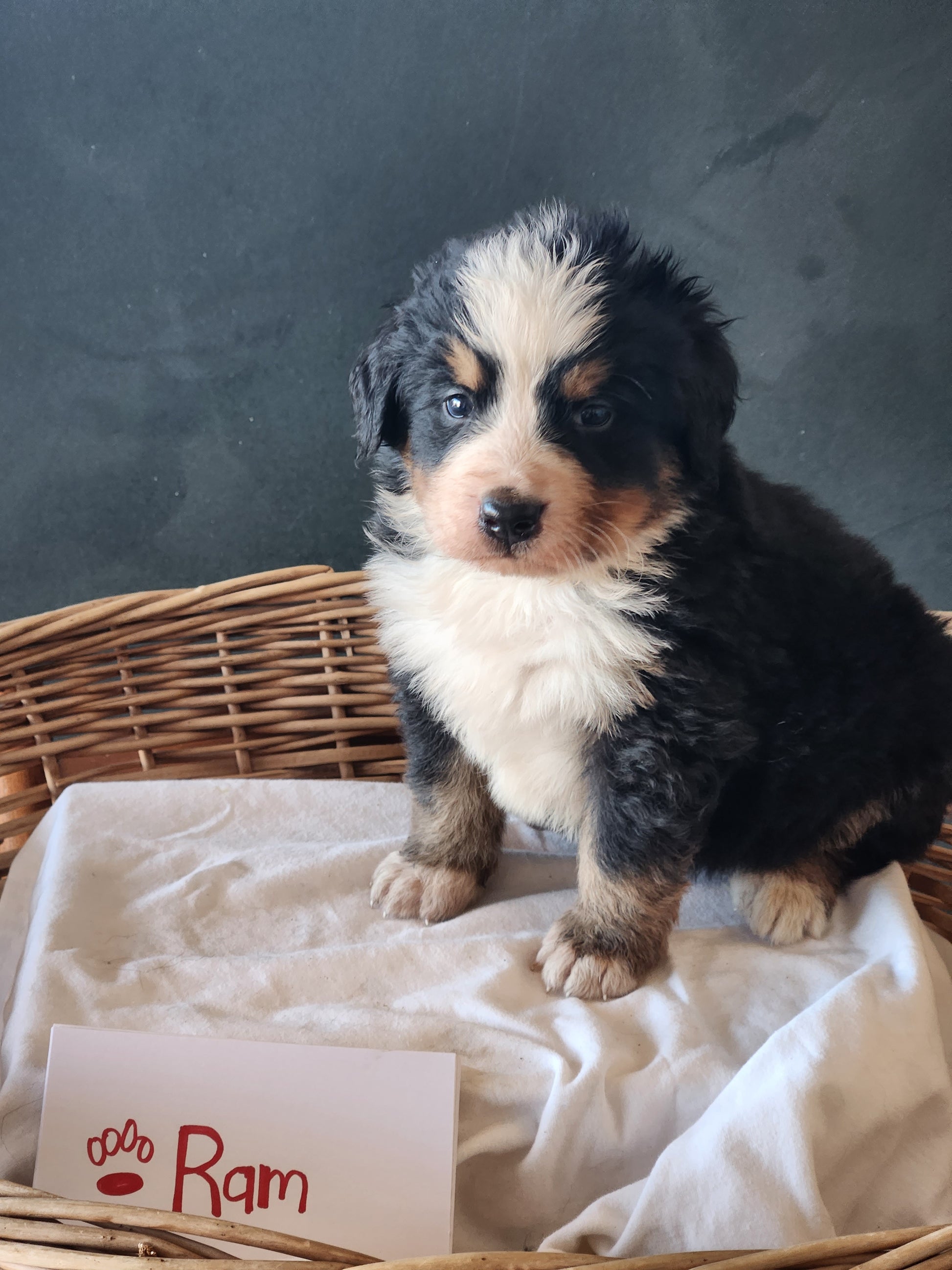 5 Weeks