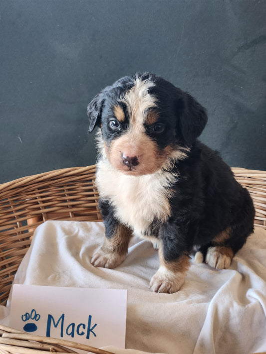 5 Weeks
