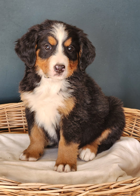 Mercedes - Female Puppy - Bernese Mountain Dog