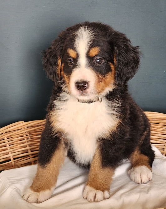 Liberty - Female Puppy - Bernese Mountain Dog