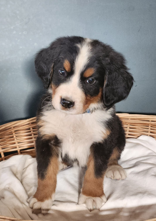 Ford - Male Puppy - Bernese Mountain Dog