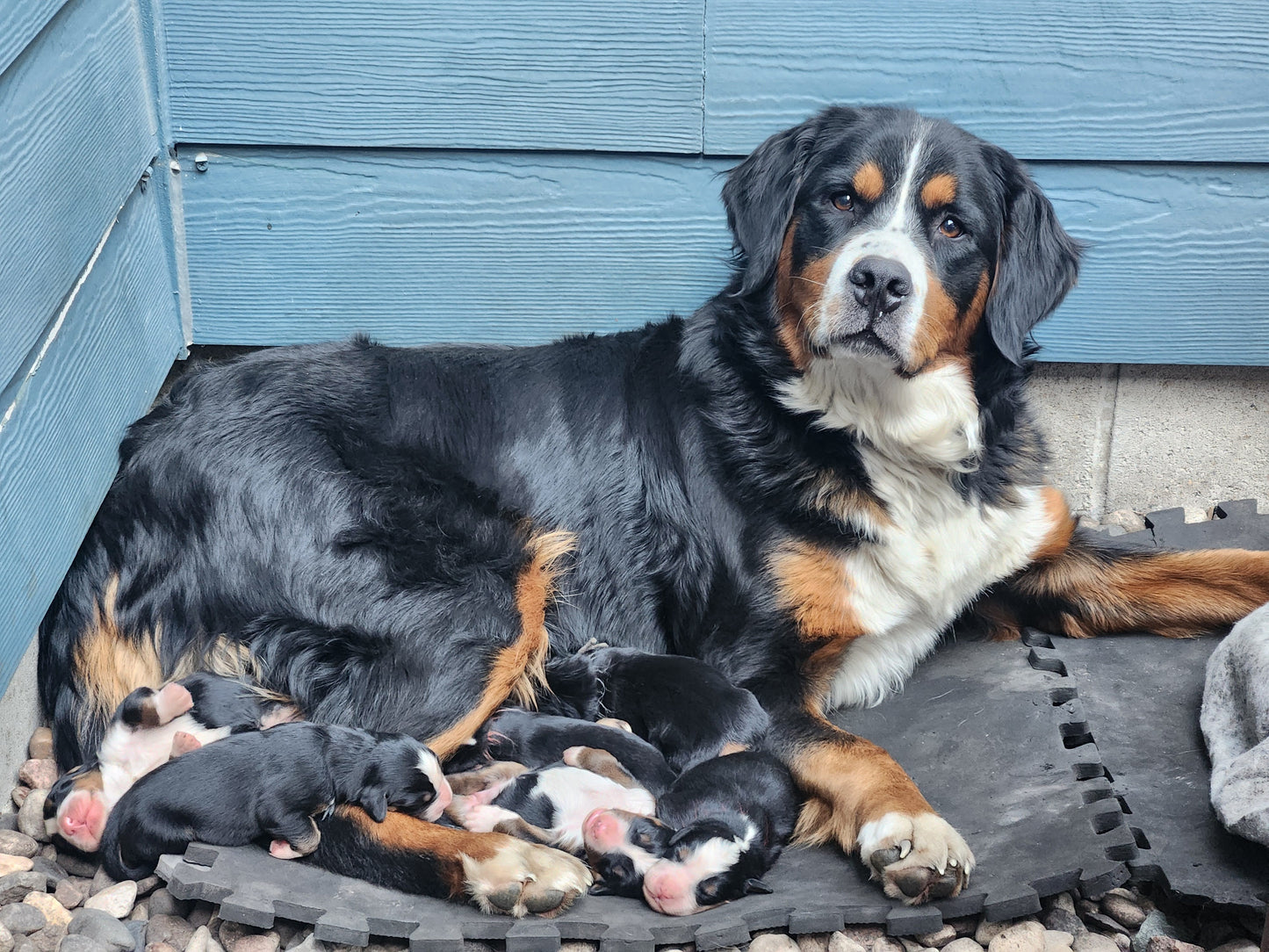 Maple - Female Puppy - Bernese Mountain Dog