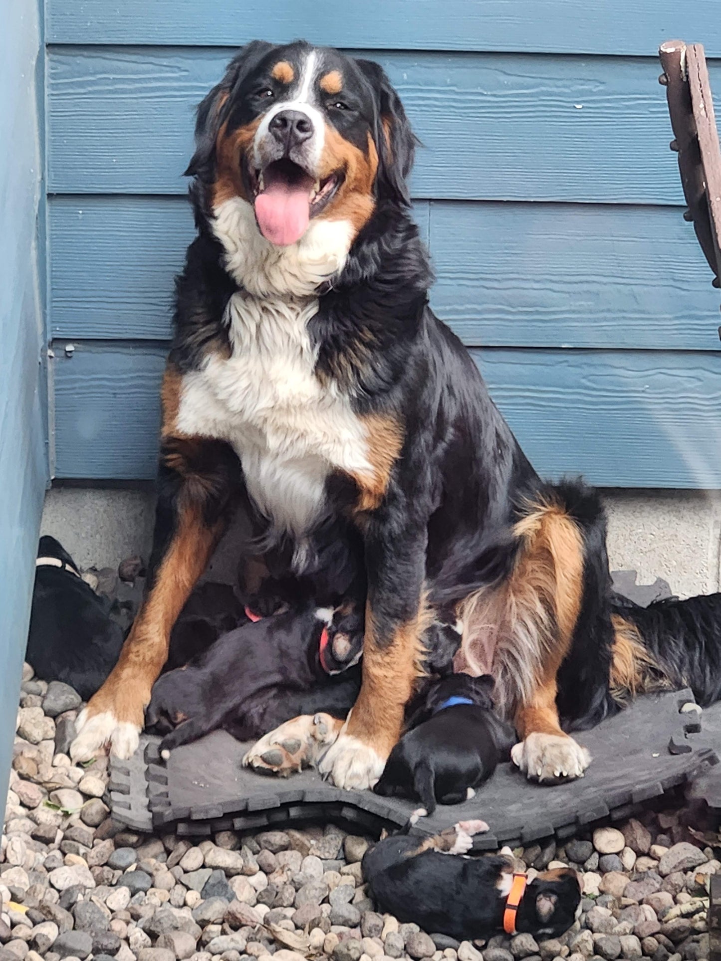 Maple - Female Puppy - Bernese Mountain Dog
