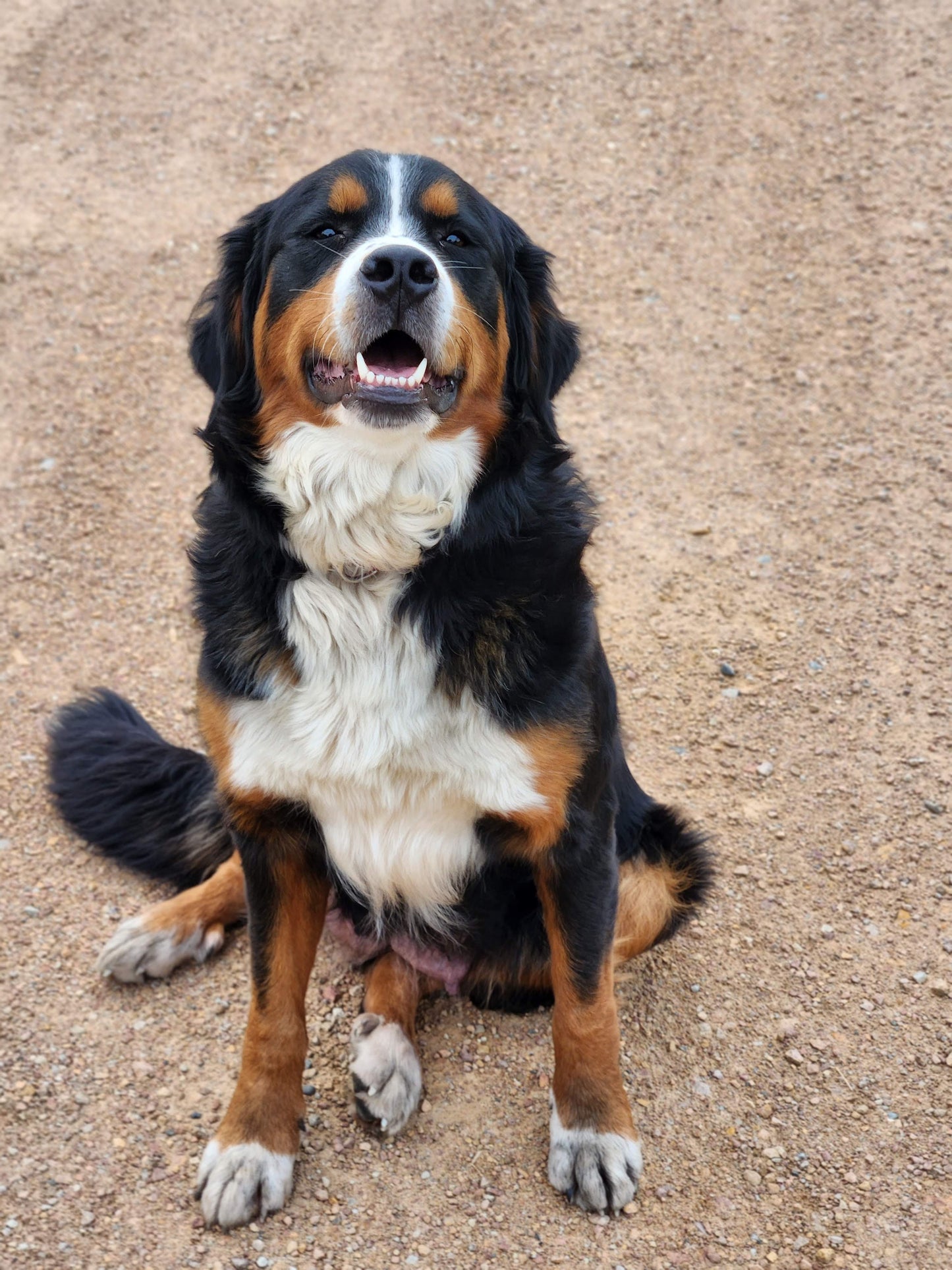 Ash - Male Puppy - Bernese Mountain Dog