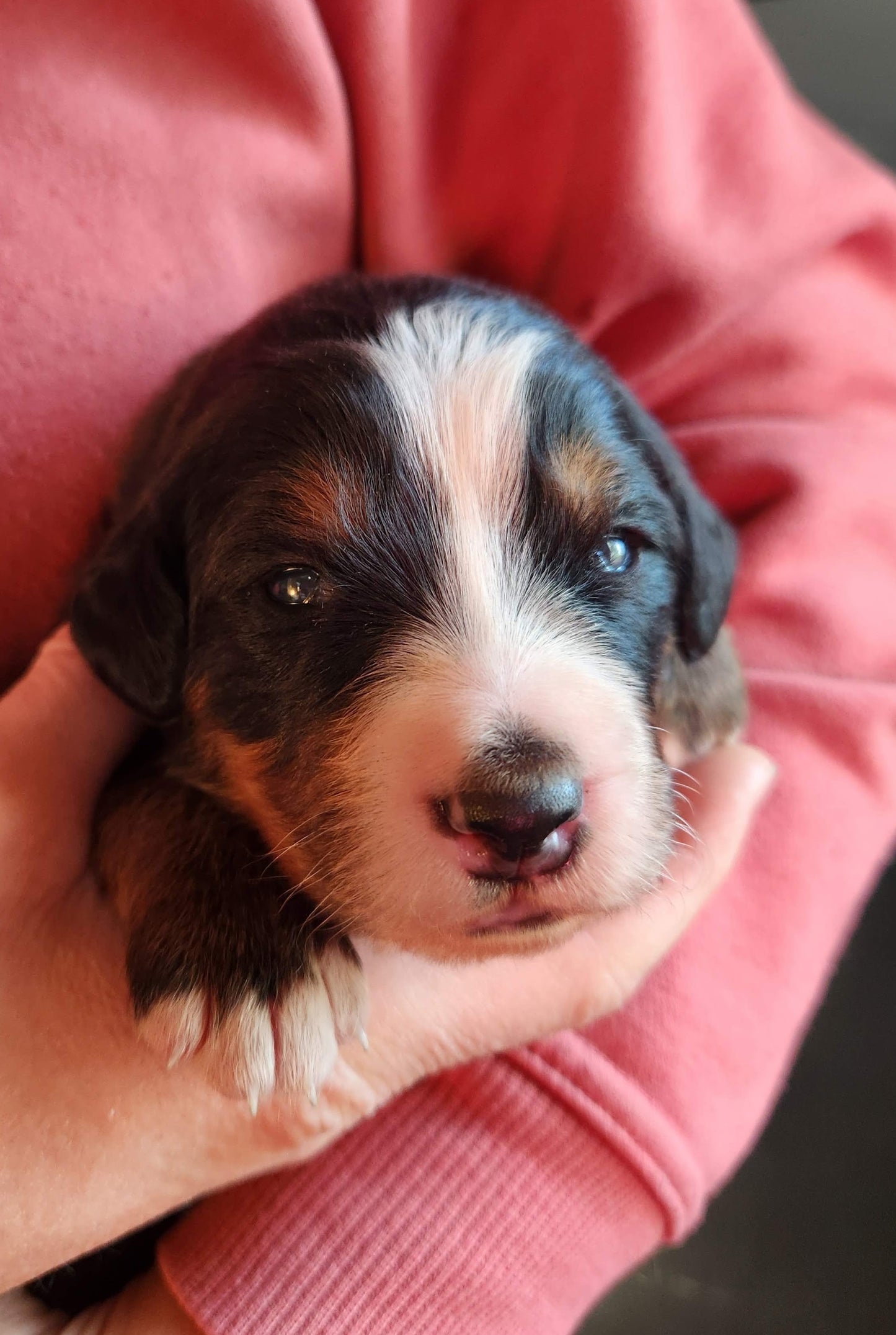 Skyler - Female Puppy - Bernese Mountain Dog