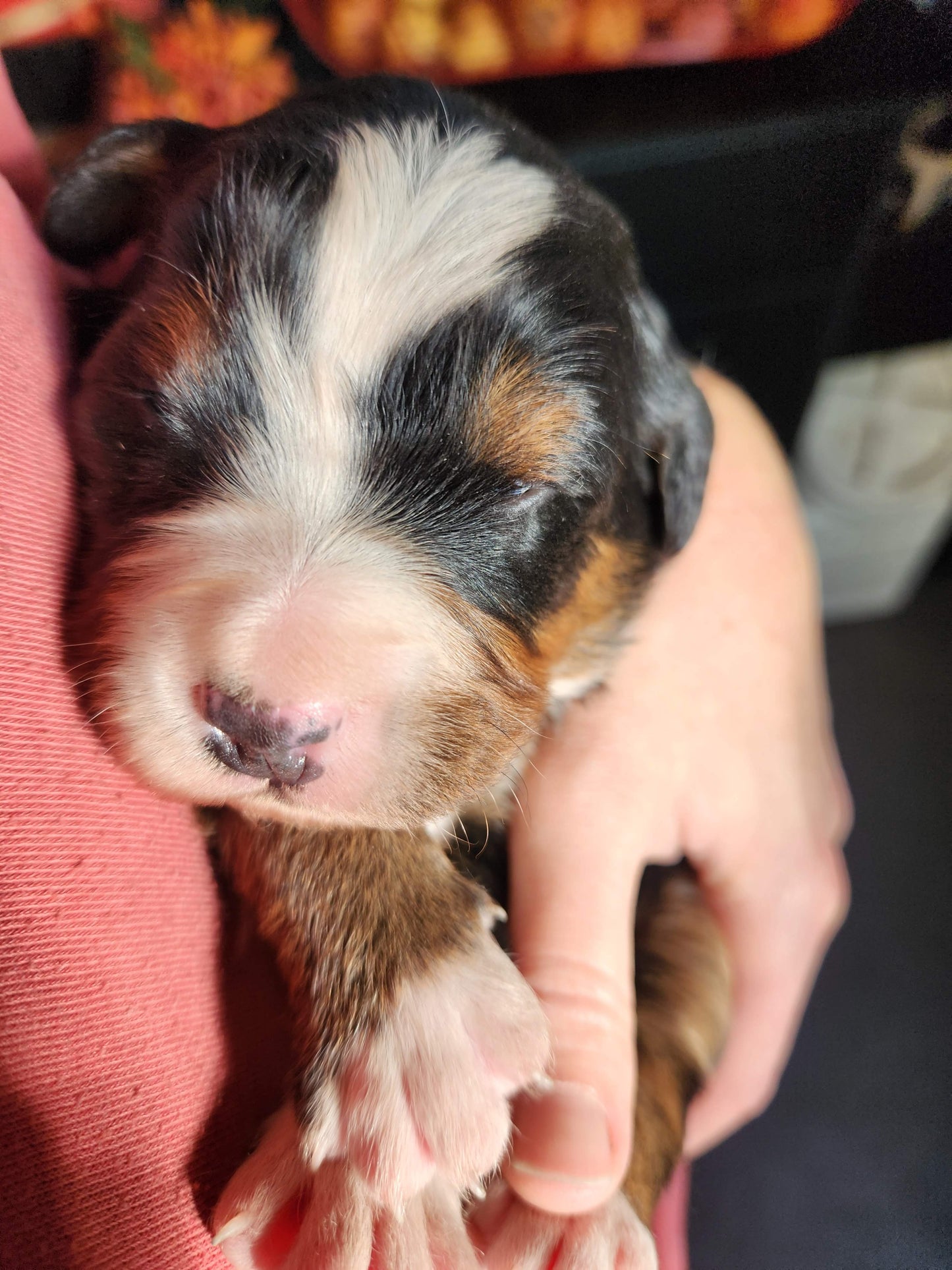 Clover - Female Puppy - Bernese Mountain Dog