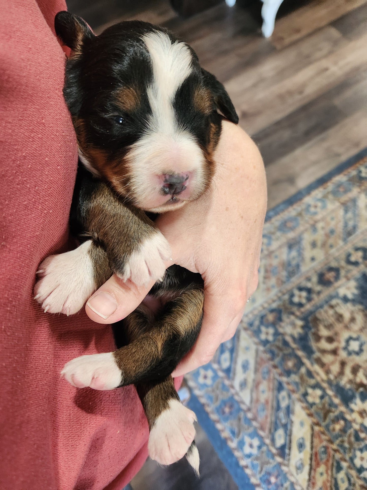 Clover - Female Puppy - Bernese Mountain Dog
