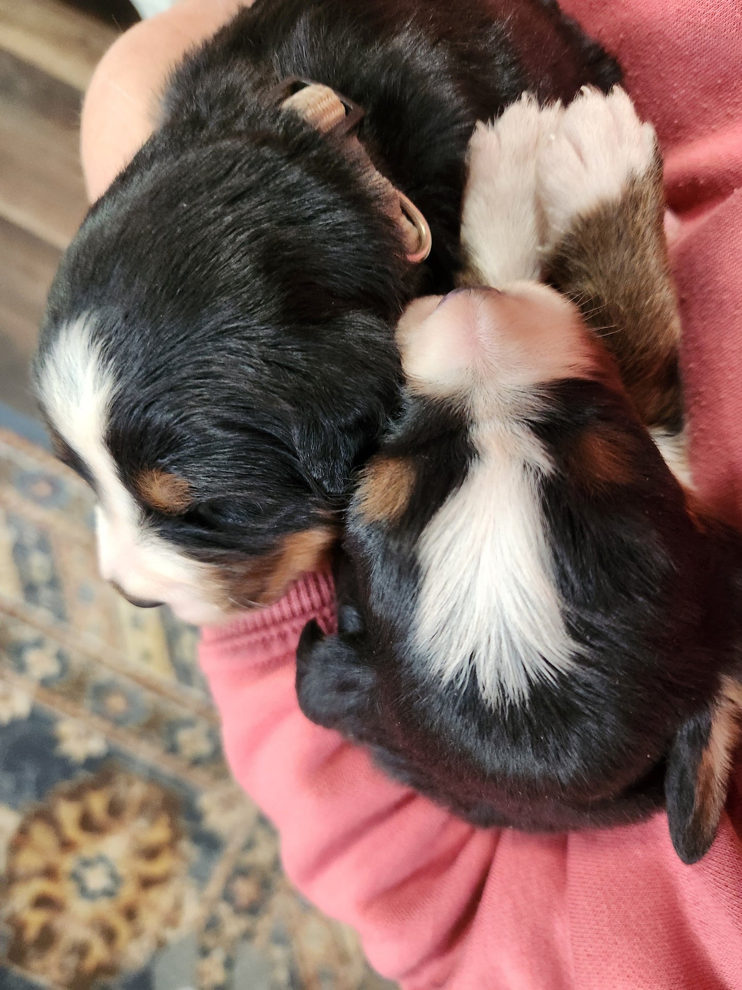 Clover - Female Puppy - Bernese Mountain Dog