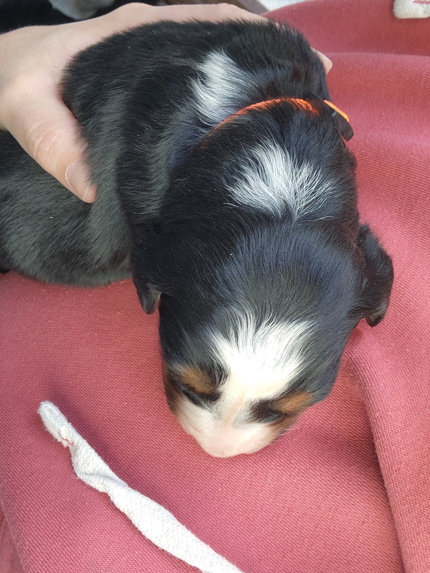 Maple - Female Puppy - Bernese Mountain Dog