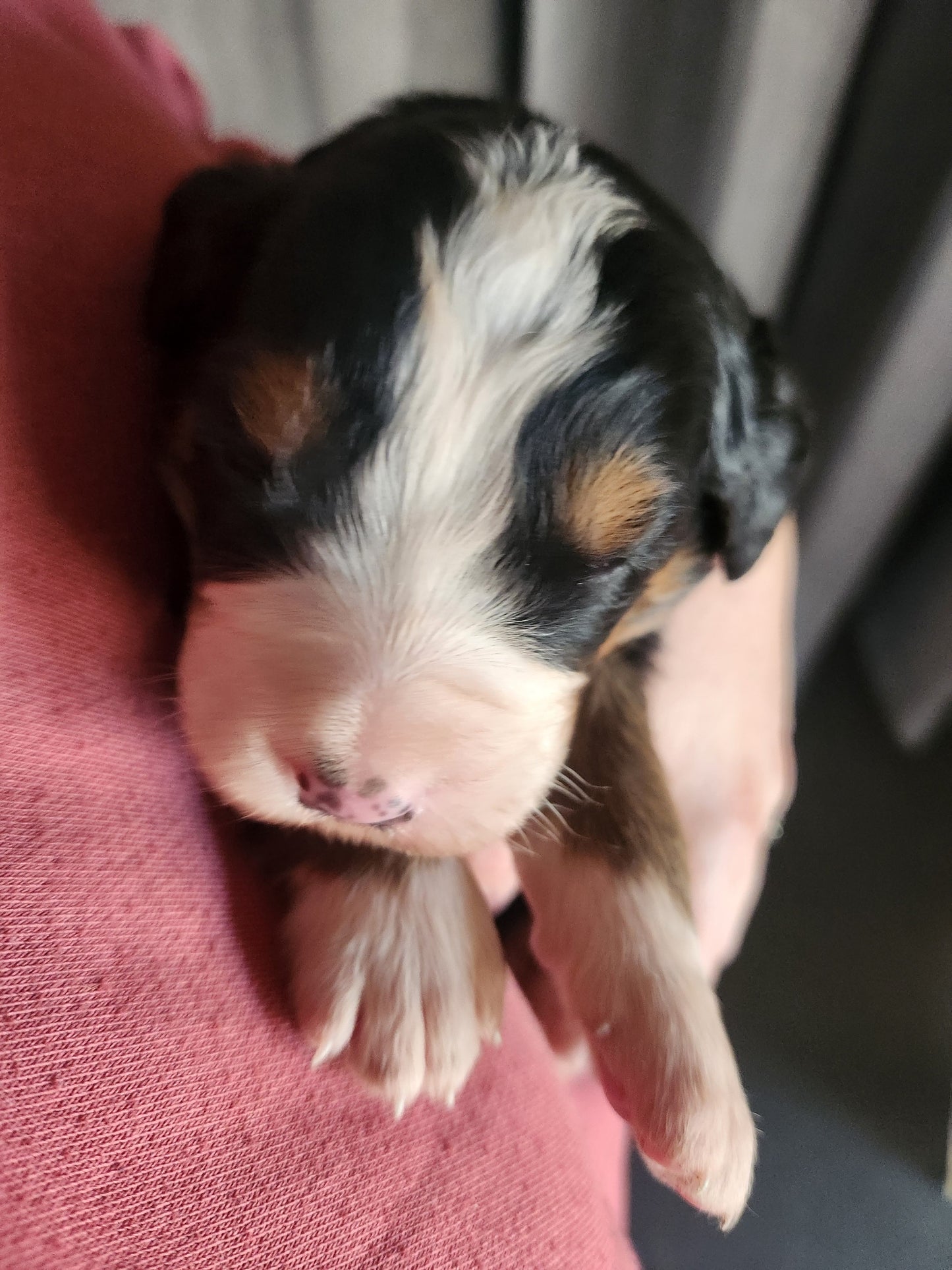 Apple - Female Puppy - Bernese Mountain Dog