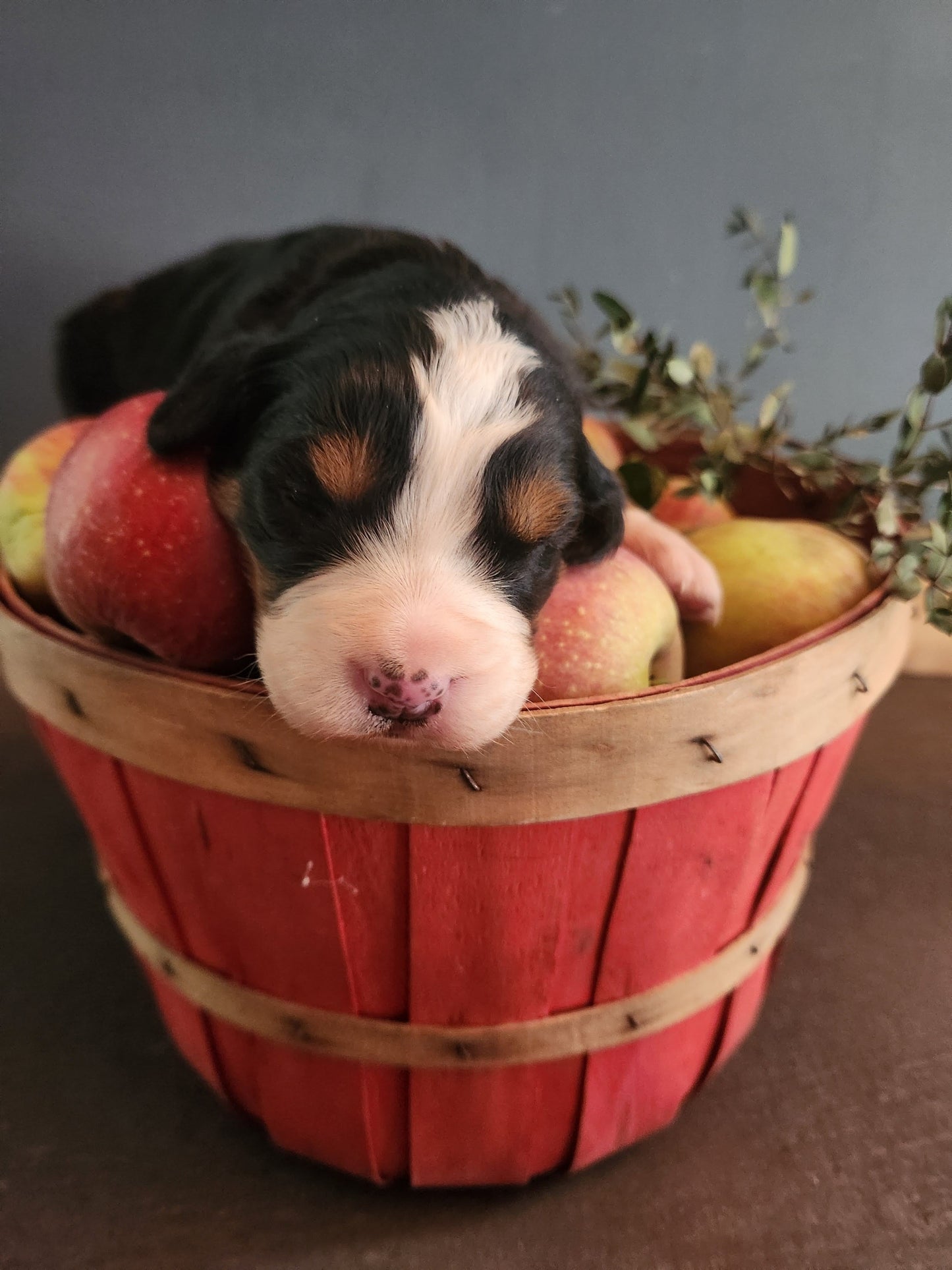 Apple - Female Puppy - Bernese Mountain Dog