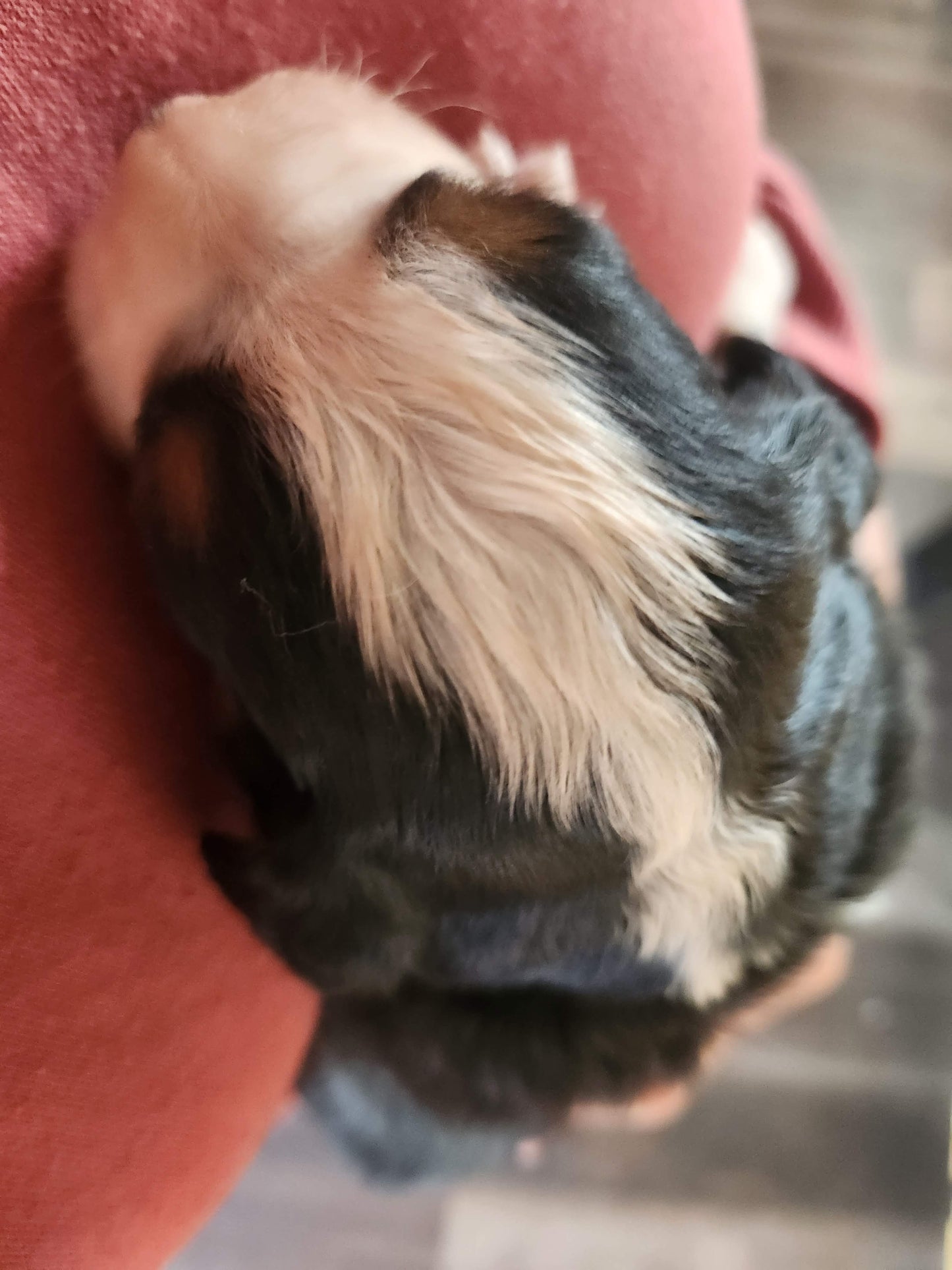 Ash - Male Puppy - Bernese Mountain Dog