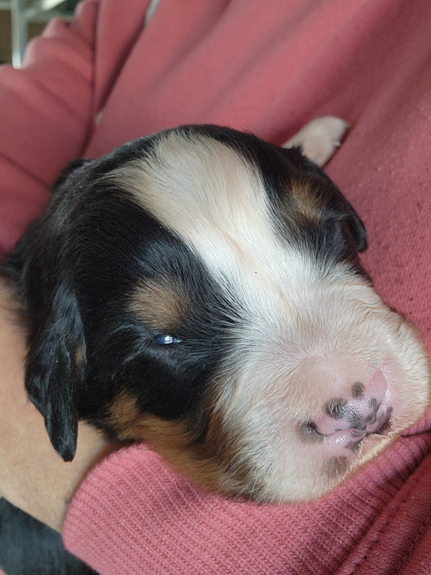 River - Male Puppy - Bernese Mountain Dog