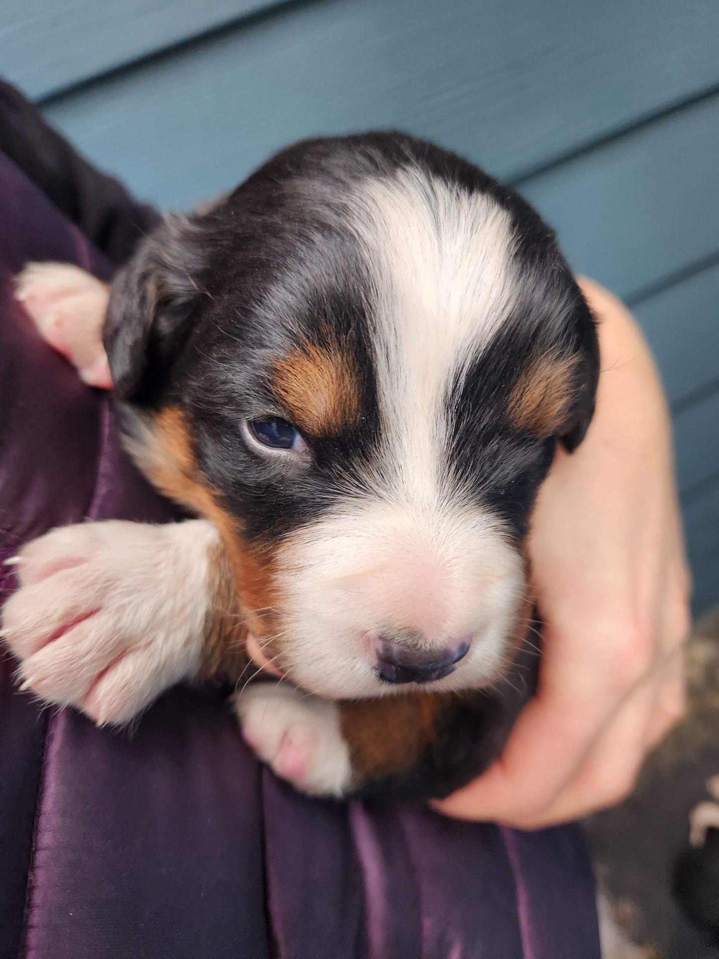 Clover - Female Puppy - Bernese Mountain Dog