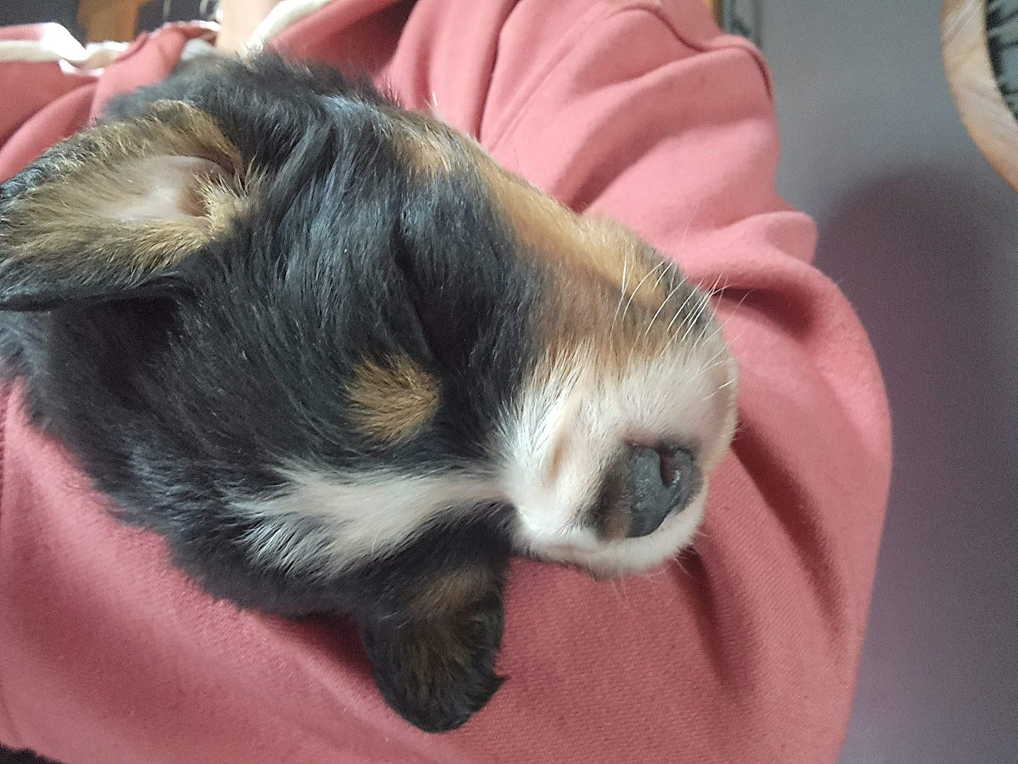 Skyler - Female Puppy - Bernese Mountain Dog