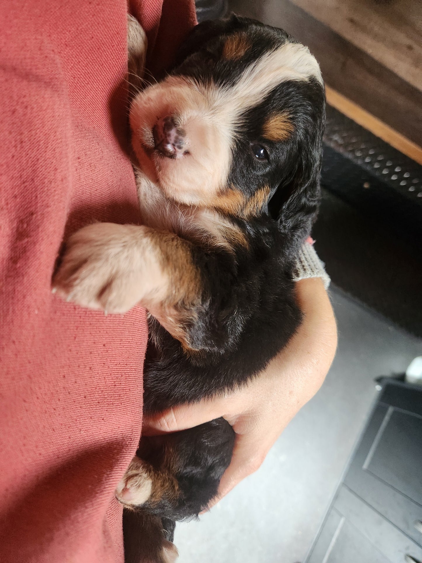 Apple - Female Puppy - Bernese Mountain Dog